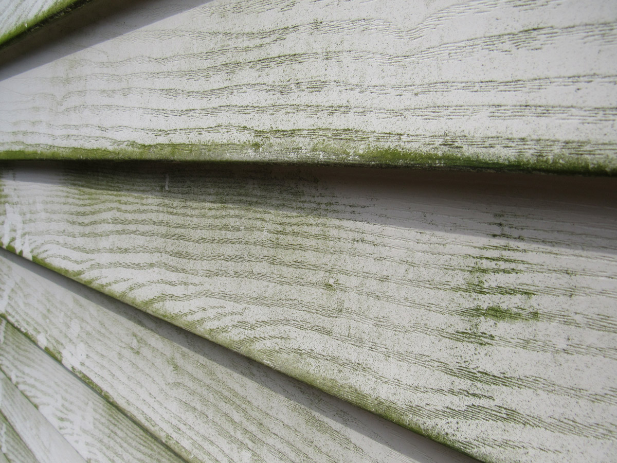 How Professional Painters in Coquitlam Manage Algae and Mildew Before Painting an Exterior 