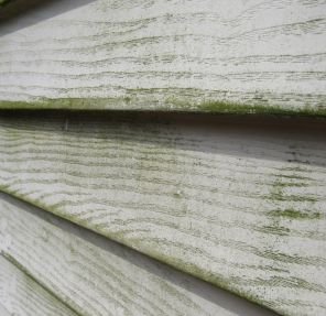How Professional Painters in Coquitlam Manage Algae and Mildew Before Painting an Exterior 